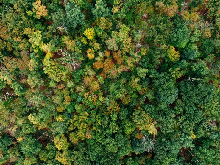 an aerial view of a forest in autumn, by Dietmar Damerau, verdant and lush and overgrown, ((trees))