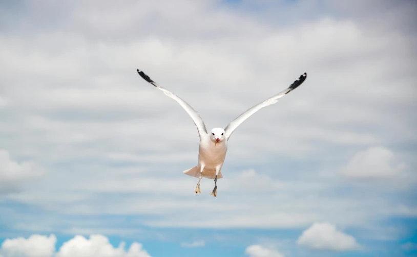 a bird that is flying in the air, an album cover, pexels contest winner, arabesque, all overly excited, seagull, lachlan bailey, super high resolution