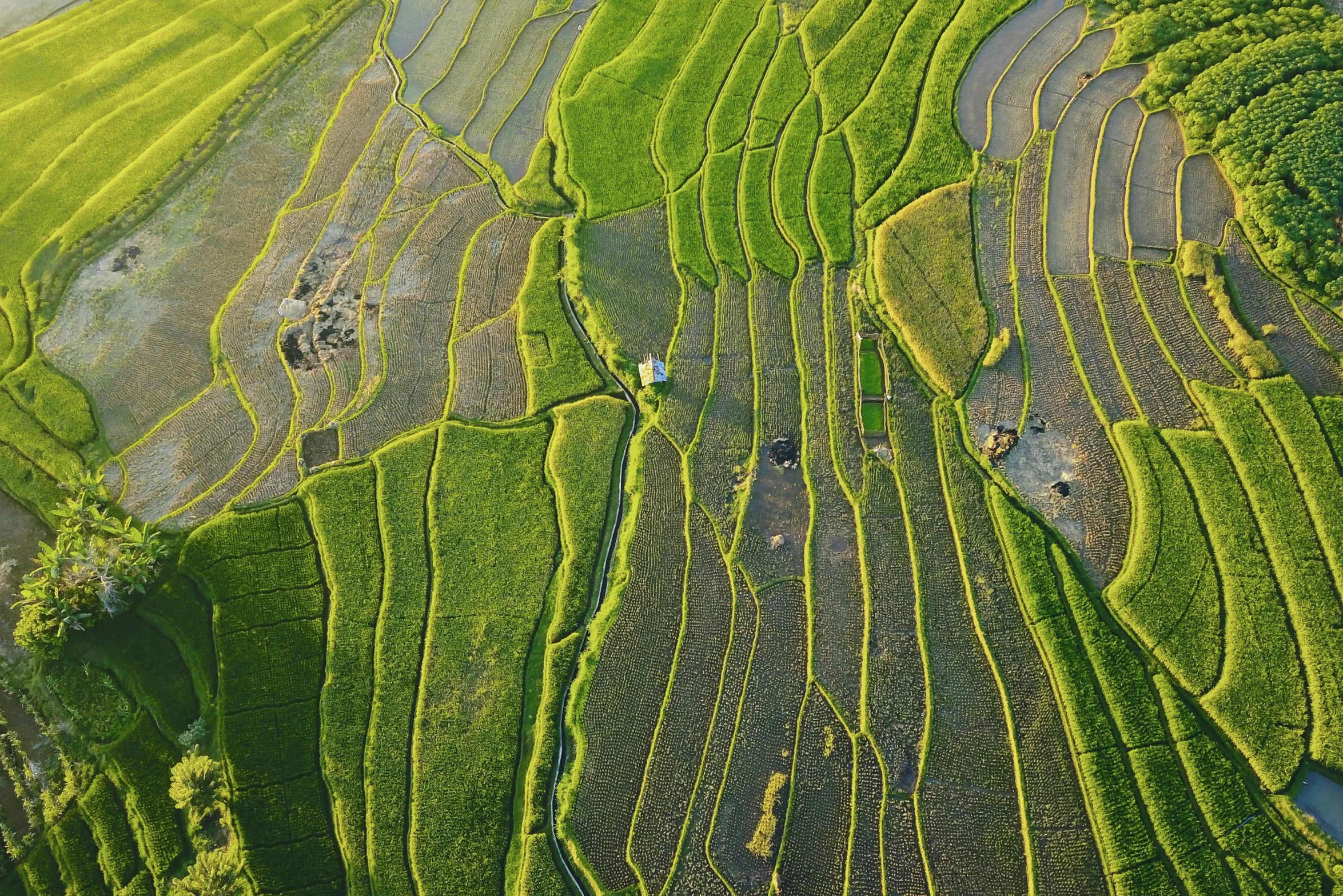 a group of people standing on top of a lush green field, pexels contest winner, renaissance, traditional chinese textures, helicopter view, staggered terraces, evening light