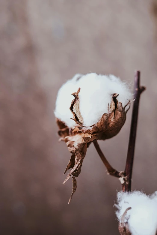 a close up of a cotton plant with snow on it, inspired by Elsa Bleda, trending on unsplash, renaissance, made of silk paper, 15081959 21121991 01012000 4k, low detail, cotton fabric