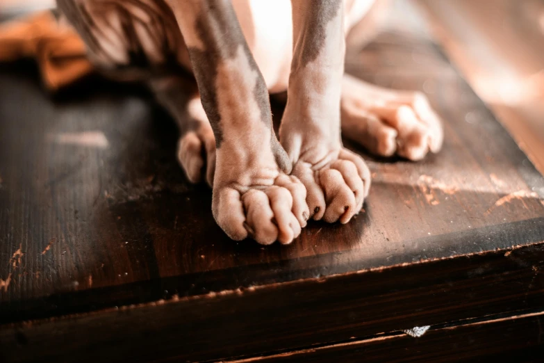 a cat sitting on top of a wooden table, by Emma Andijewska, trending on pexels, showing his paws to viewer, male emaciated, dog as a god, feet on the ground