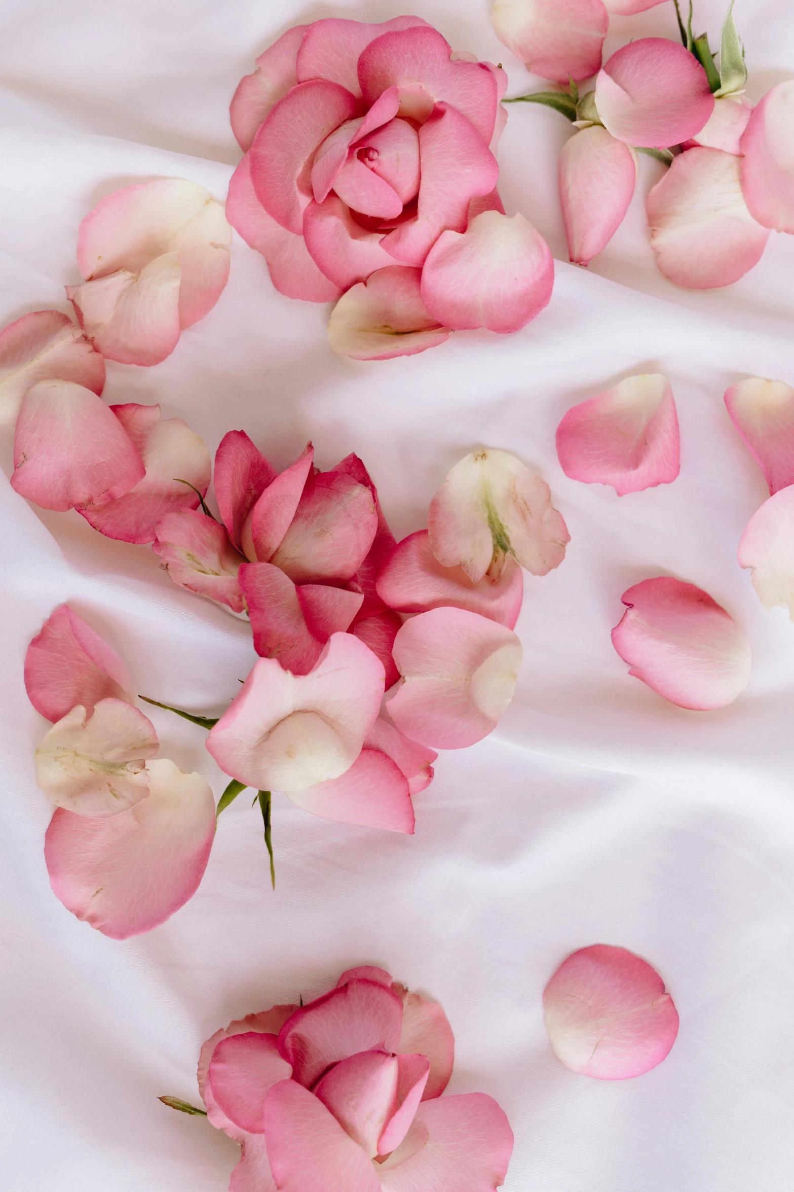 pink rose petals scattered on a white sheet, elegantly dressed, subtle detailing, organic detail, beans