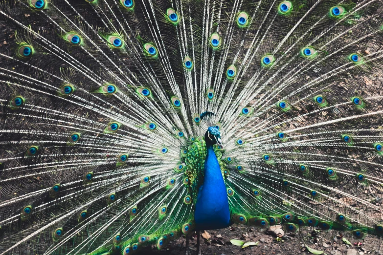 a peacock with it's feathers spread out, by Rachel Reckitt, pexels contest winner, 🦩🪐🐞👩🏻🦳, 2000s photo, beautiful aesthetic, blue arara