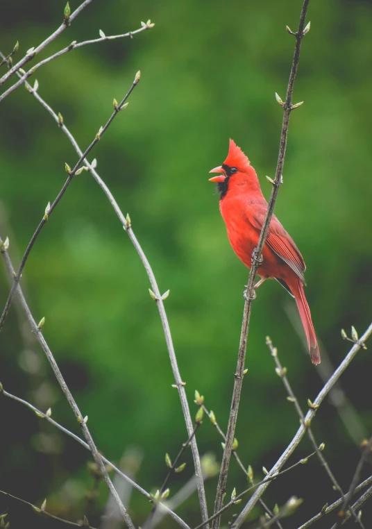 a red bird sitting on top of a tree branch, pexels contest winner, renaissance, minn, sports photo, canvas print, multiple stories