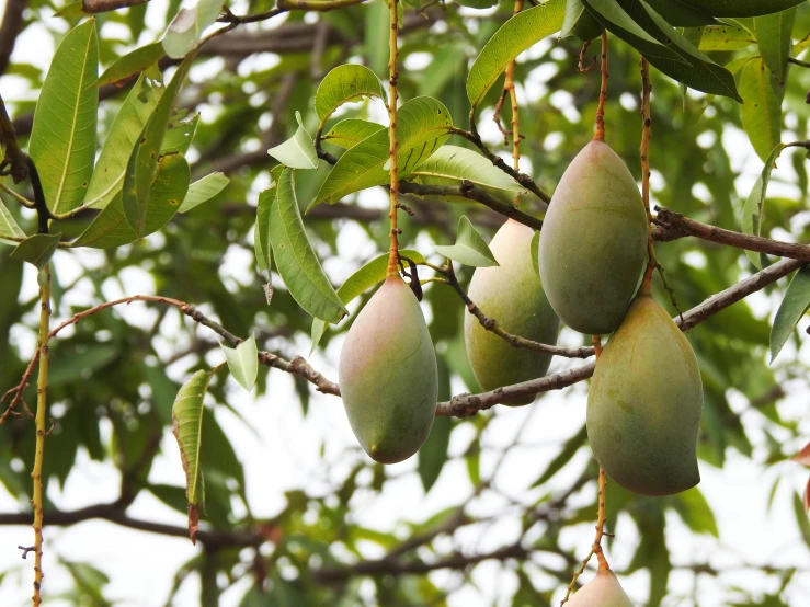 a bunch of mangoes hanging from a tree, by Ruth Abrahams, trending on pexels, hurufiyya, organics, grey, vanilla, green