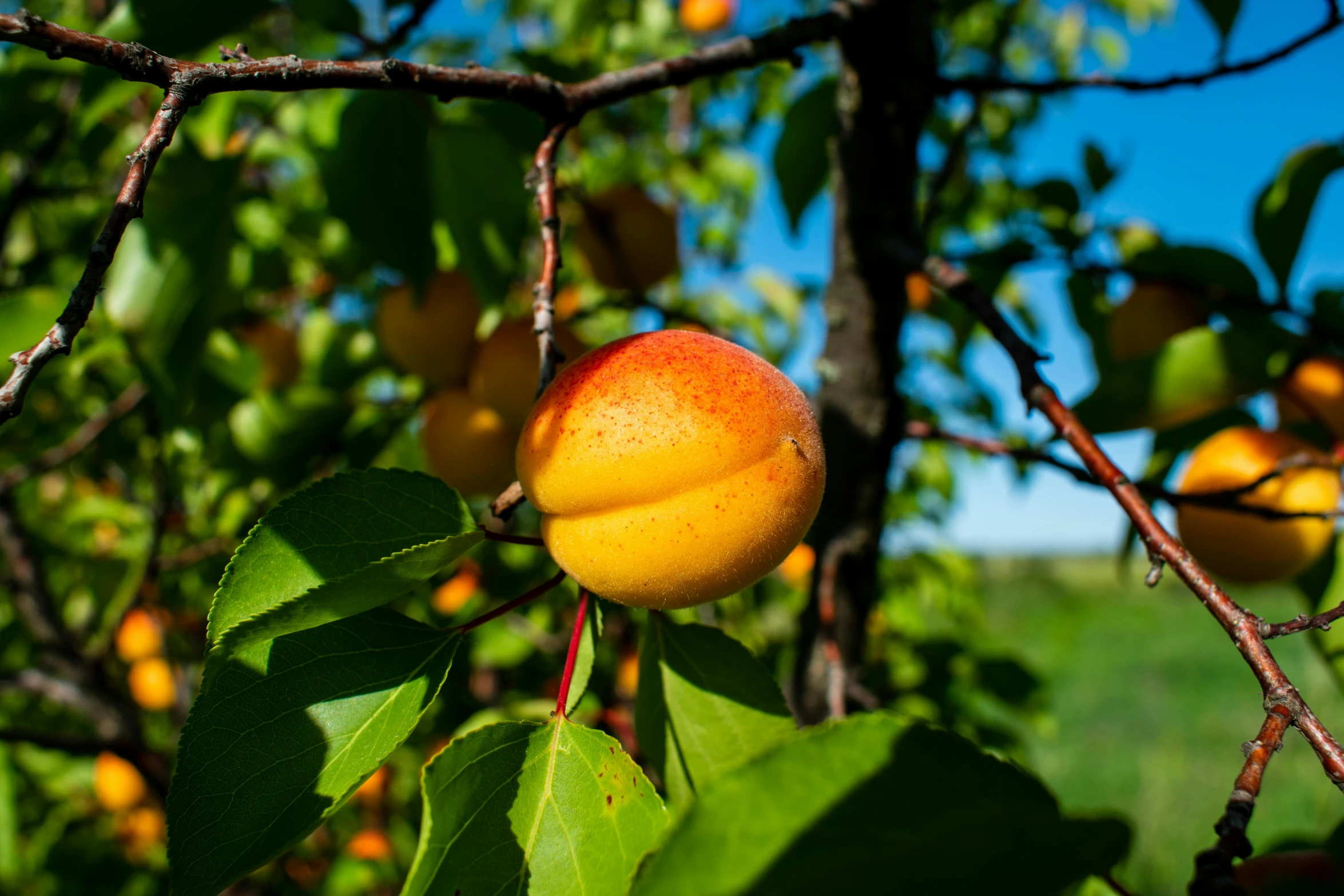 a close up of a peach on a tree, alexey gurylev, color ( sony a 7 r iv, 4074294527