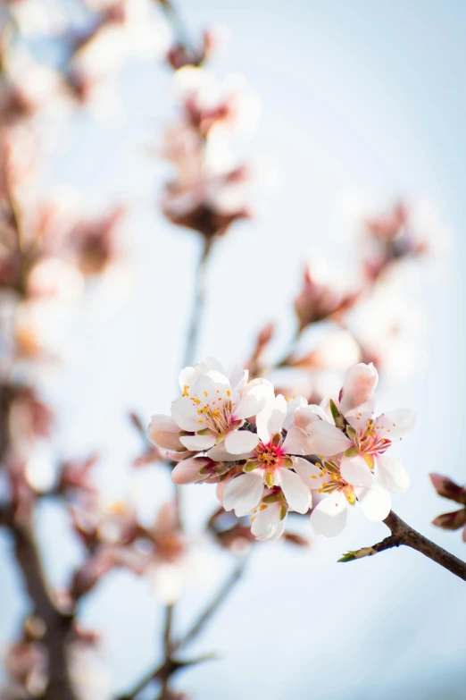 a bird sitting on top of a branch of a tree, by Niko Henrichon, trending on unsplash, almond blossom, white and pink, 1 6 x 1 6, peaches