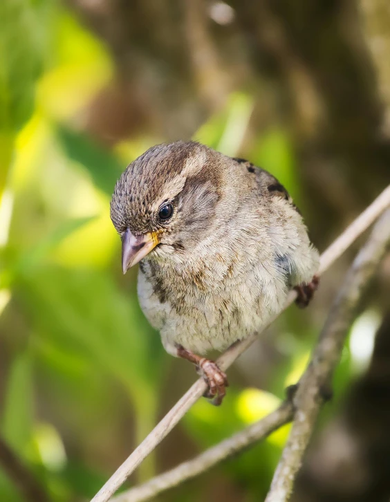 a small bird sitting on top of a tree branch, a portrait, unsplash, happening, immature, museum quality photo, sparrows, mid 2 0's female