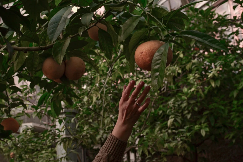 a person reaching for an orange on a tree, inspired by Elsa Bleda, pexels contest winner, hyperrealism, still from a wes anderson movie, against a winter garden, 🦩🪐🐞👩🏻🦳, a human-like juicy peach