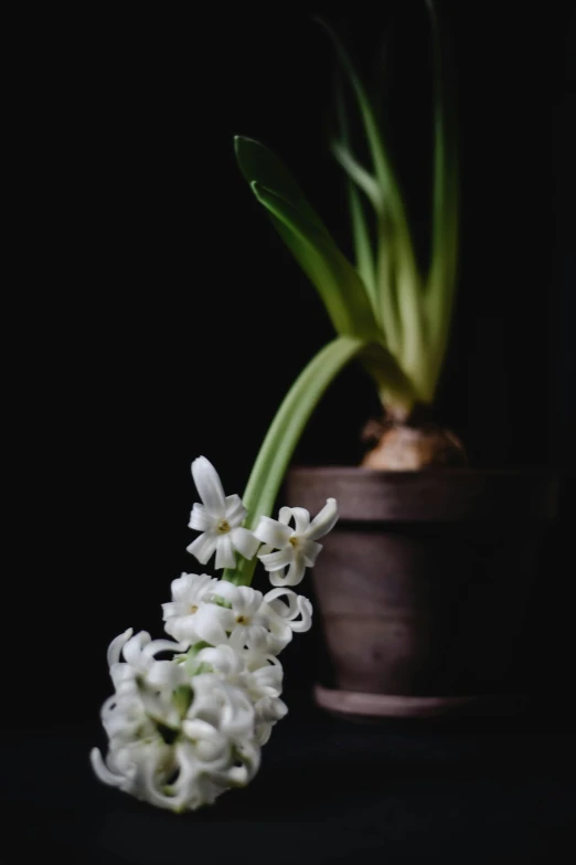 a small white flower in a brown pot, a still life, unsplash, hyacinthe rigaurd, ignant, low-light, various posed