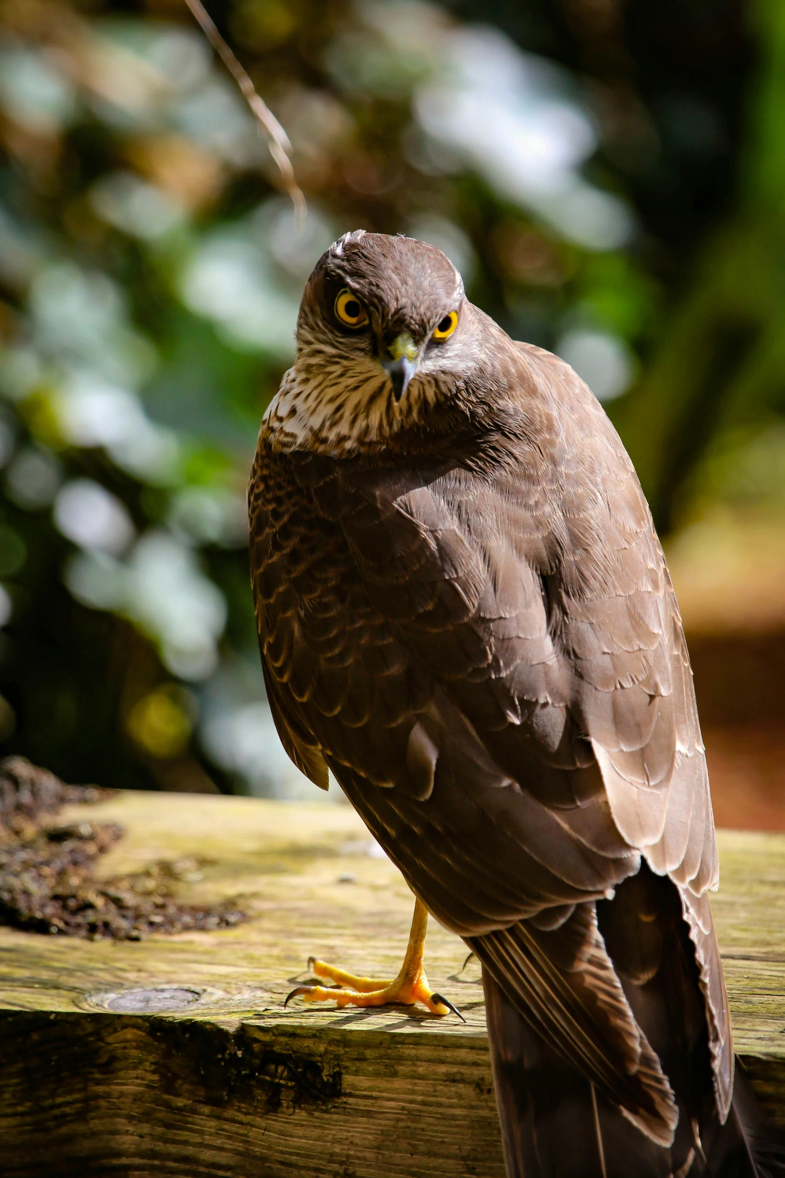 a bird sitting on top of a wooden bench, looking towards the camera, on display, looking serious