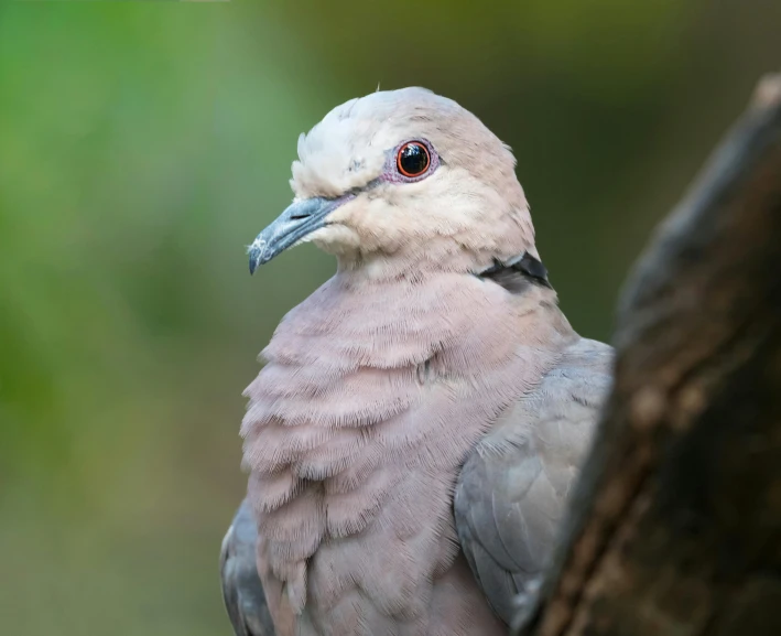 a close up of a bird on a tree branch, a portrait, pexels contest winner, dove, pallid skin, purple. smooth shank, high-resolution photo