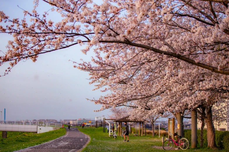 a couple of bikes parked on the side of a road, by Hasegawa Tōhaku, trending on unsplash, sōsaku hanga, cherry blossom tree, at the waterside, people walking around, 🚿🗝📝