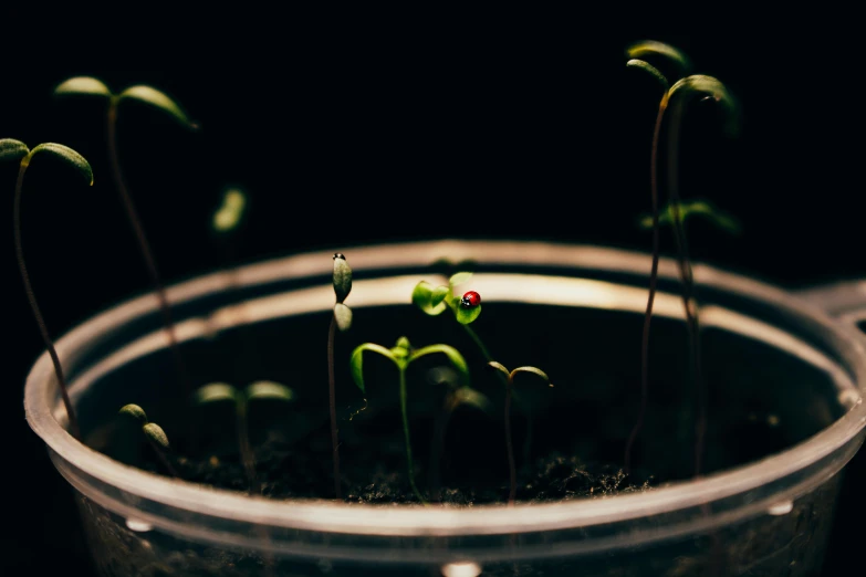 a close up of a plant in a pot, a microscopic photo, by Elsa Bleda, pexels contest winner, seedlings, in a darkly lit laboratory room, all enclosed in a circle, from the waist up