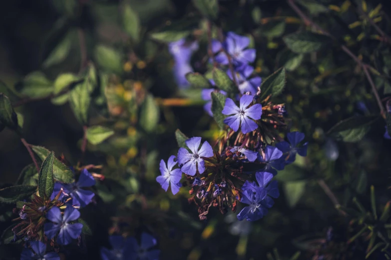 a close up of a bunch of purple flowers, by Niko Henrichon, trending on unsplash, forest with flowers blue, lobelia, manuka, dimly lit