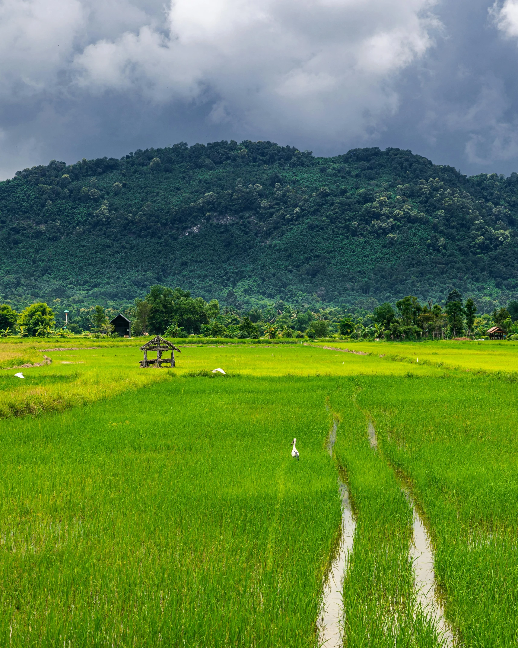 a field of green grass with a mountain in the background, inspired by Steve McCurry, trending on unsplash, sumatraism, cambodia, thumbnail, multiple stories, runway