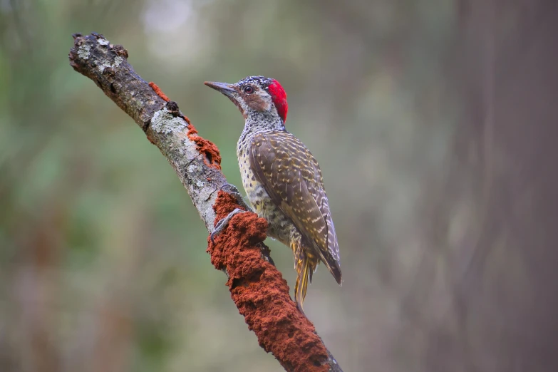 a close up of a bird on a tree branch, by Peter Churcher, pexels contest winner, hurufiyya, speckled, kek, “ iron bark, colorful bird with a long