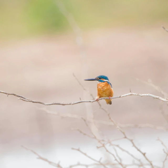 a small bird sitting on top of a tree branch, by Peter Churcher, pexels contest winner, hurufiyya, orange and teal, on a riverbank, hd footage, single long stick