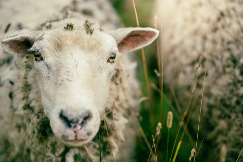 a couple of sheep standing on top of a lush green field, trending on unsplash, renaissance, closeup of face, made of wool, instagram photo, grey