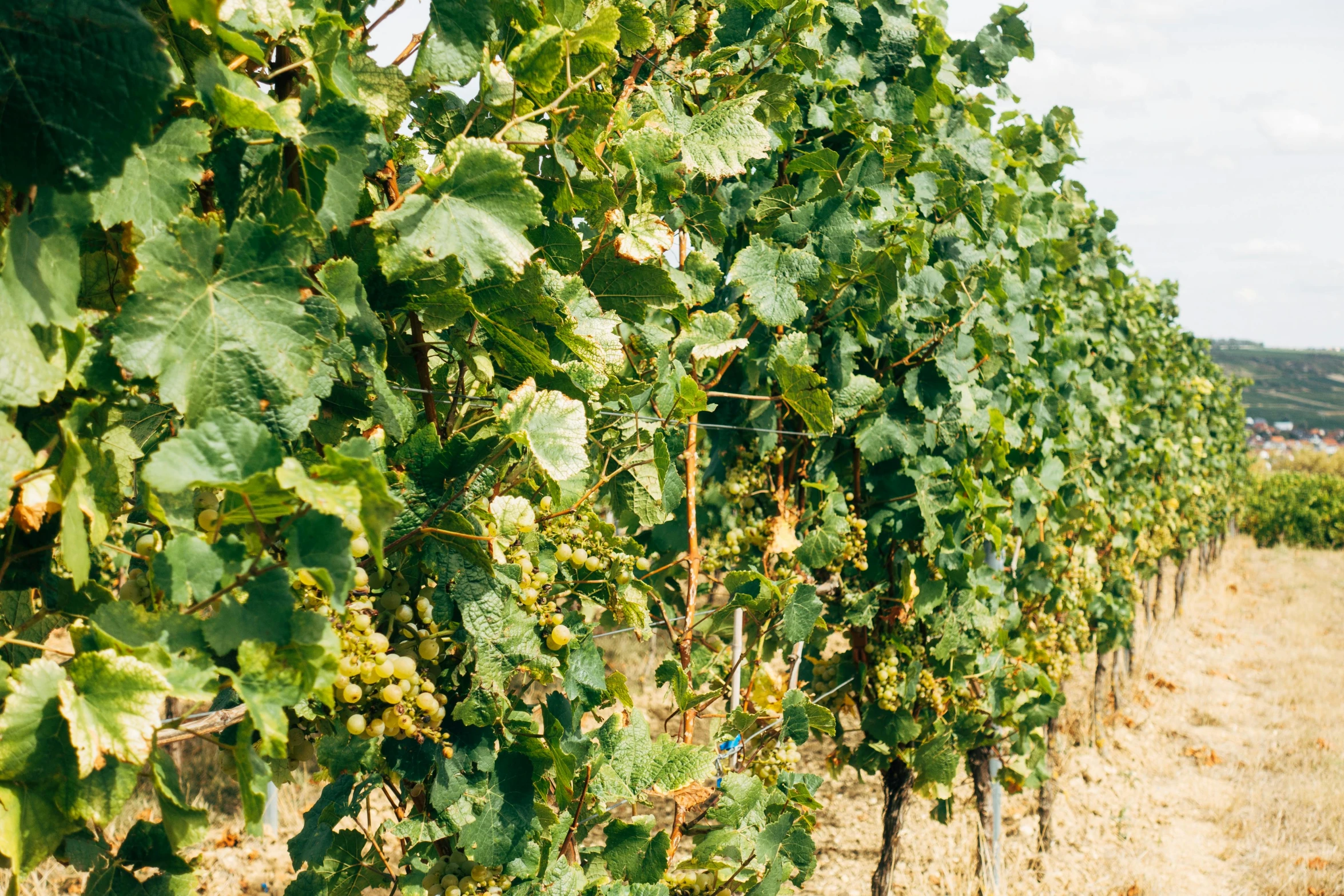 a bunch of grapes growing in a field, renaissance, taken with kodak portra, fan favorite, beige, digital image