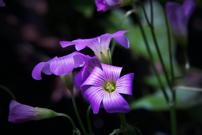 a group of purple flowers sitting on top of a lush green field, a macro photograph, by Phyllis Ginger, pexels contest winner, on a dark background, morning glory flowers, well shaded, color ( sony a 7 r iv