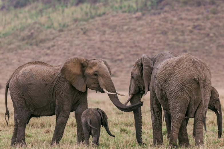 a herd of elephants standing on top of a grass covered field, precious moments, amanda lilleston, conde nast traveler photo