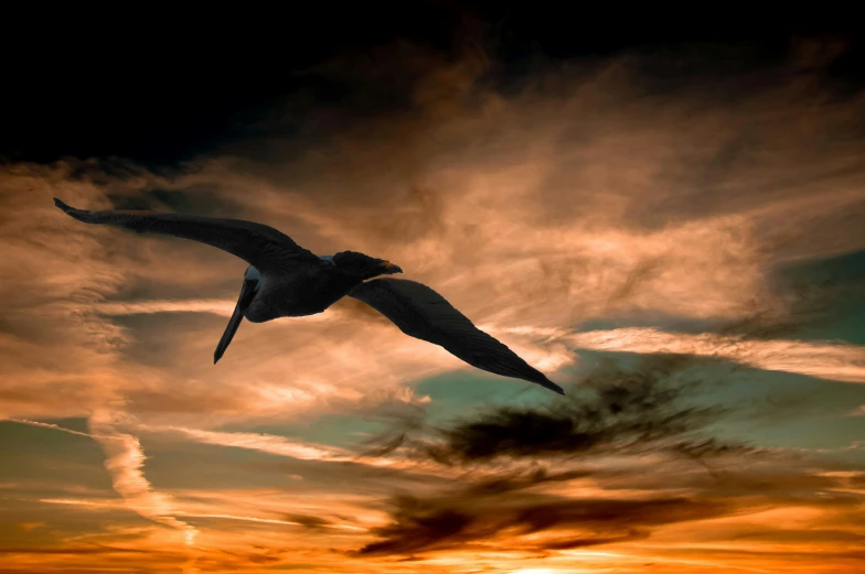 a bird flying in the sky at sunset, by Matt Stewart, pexels contest winner, surrealism, avatar image, black, gliding, pearly sky