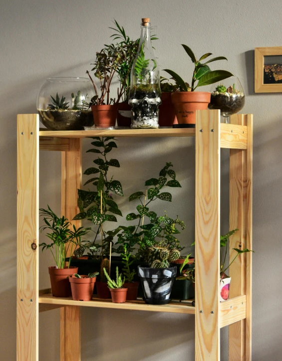 a wooden shelf filled with potted plants, inspired by Elsa Bleda, process art, product view, vivarium, large tall, product introduction photo