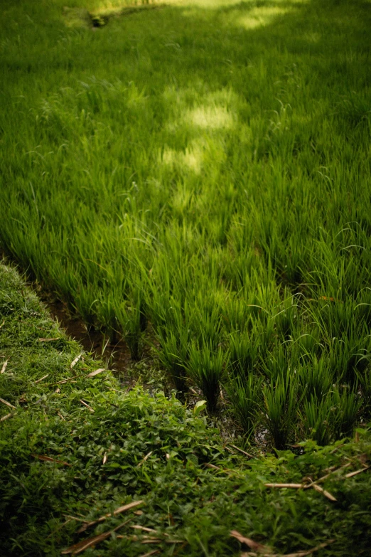 a red fire hydrant sitting on top of a lush green field, by Basuki Abdullah, land art, narrow footpath, rice, great light, organic lines