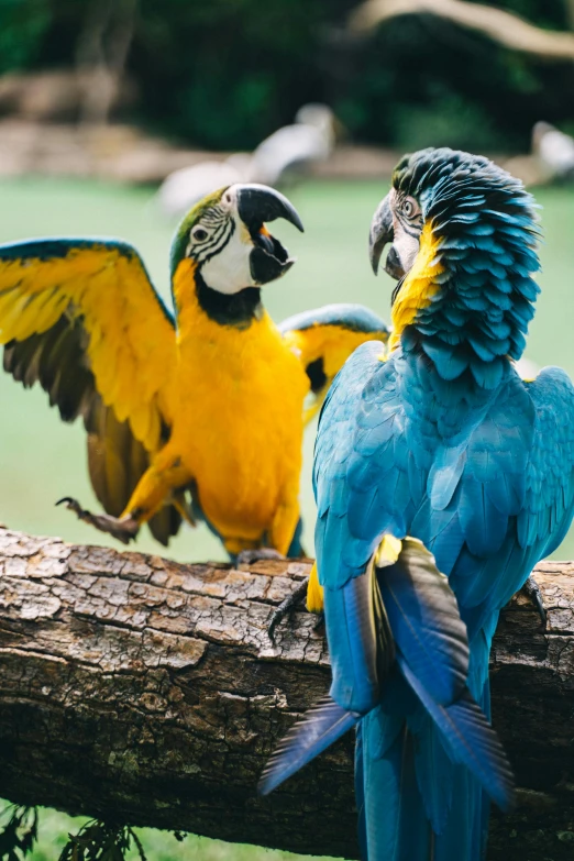 a couple of birds sitting on top of a tree branch, some yellow and blue, lush wildlife, singapore, up-close