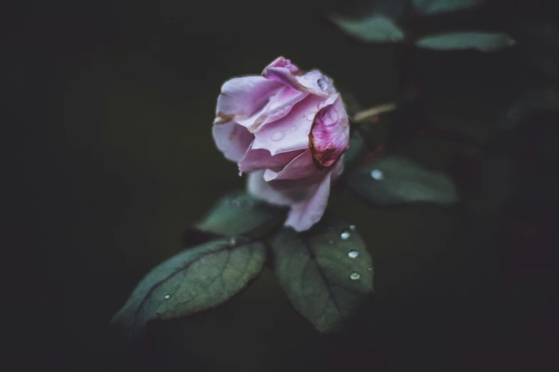 a pink rose with water droplets on it, inspired by Elsa Bleda, unsplash, romanticism, old color photograph, dark flowers, pensive lonely, 33mm photo