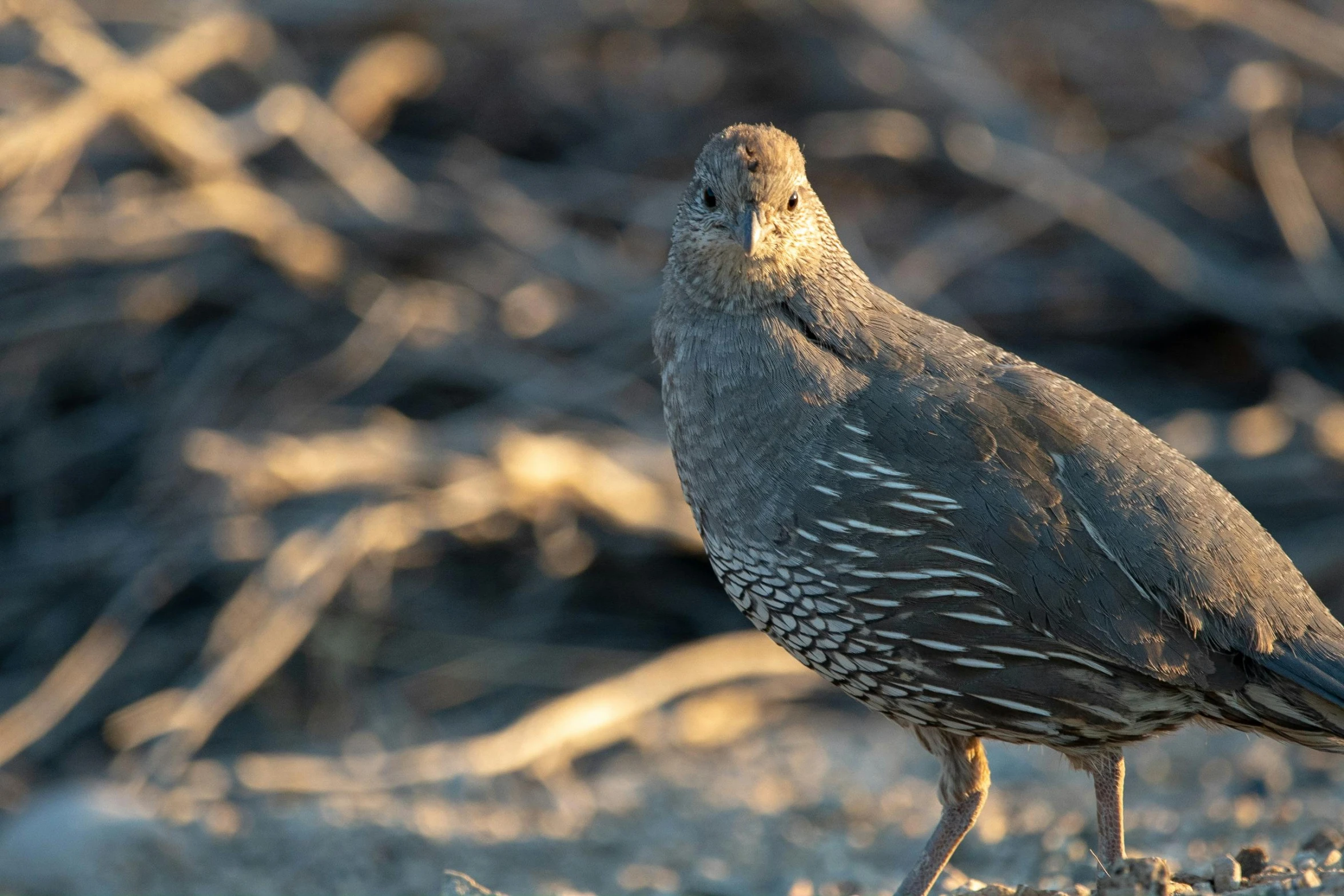 a bird that is standing in the dirt, a portrait, by Jan Tengnagel, unsplash contest winner, hurufiyya, early morning light, gray, 1 4 8 0 s, teals