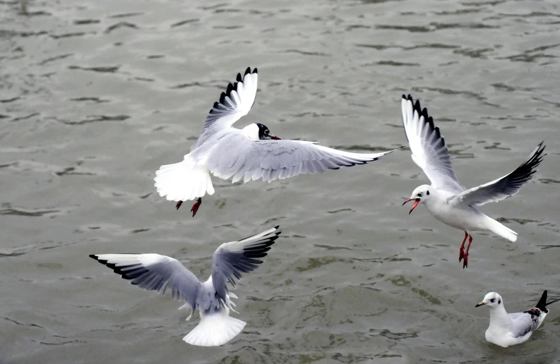 a group of seagulls flying over a body of water, pexels, arabesque, thames river, close - up photo, three birds flying around it, 2022 photograph