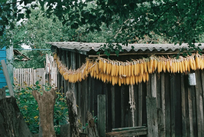 a shack with bunches of bananas hanging from it's roof, by Attila Meszlenyi, unsplash, renaissance, corn, post - soviet courtyard, beaded curtains, фото девушка курит