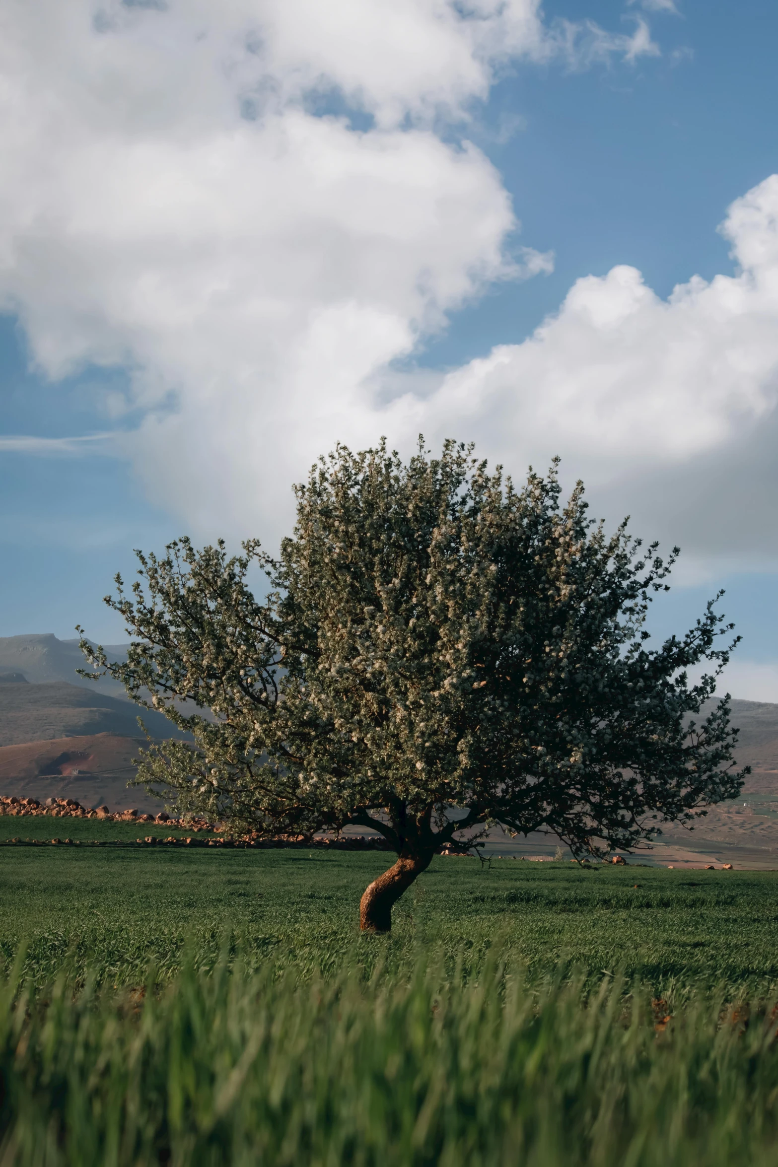 a lone tree in the middle of a field, olive skin, epic ultrawide shot, fruit trees, jen atkin