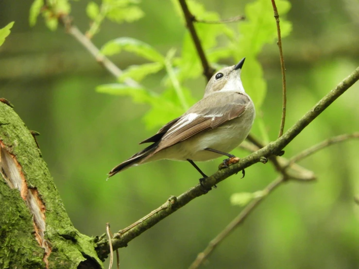 a bird sitting on top of a tree branch, in a woodland glade, local conspirologist, guide, caroline foster