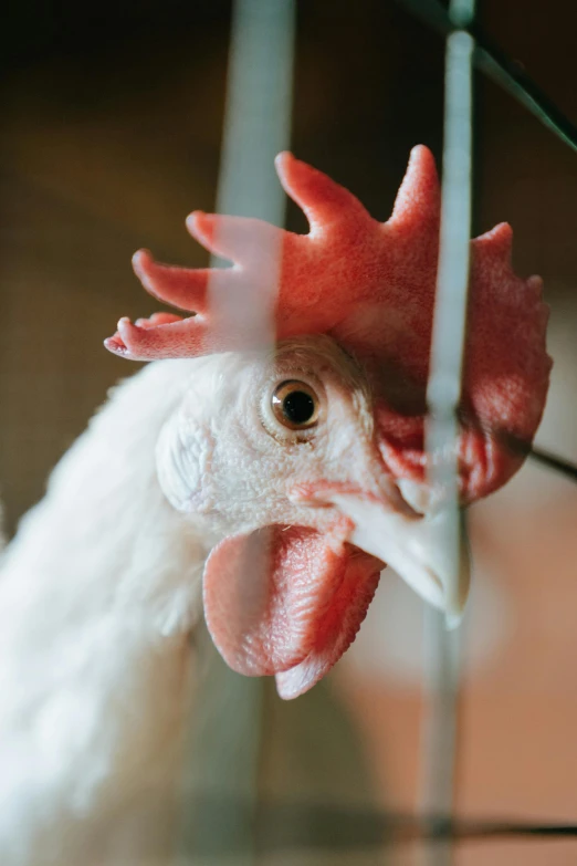 a close up of a chicken in a cage, trending on pexels, renaissance, truncated snout under visor, a tall, white, hanging
