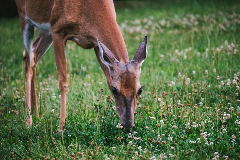 a deer standing on top of a lush green field, eating outside, picking up a flower, nosey neighbors, uncrop