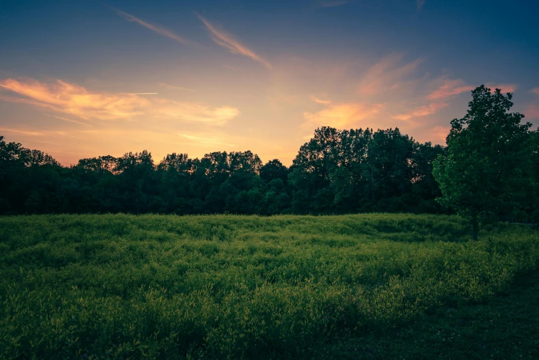 a field of grass with trees in the background, inspired by Elsa Bleda, unsplash contest winner, evening sky, william penn state forest, green spaces, old american midwest