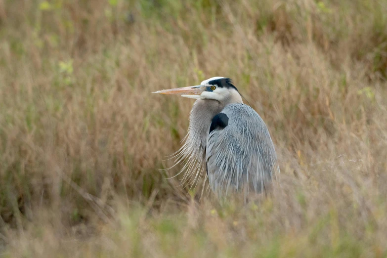 a bird that is standing in the grass, long grey beard, slide show, getty images, heron