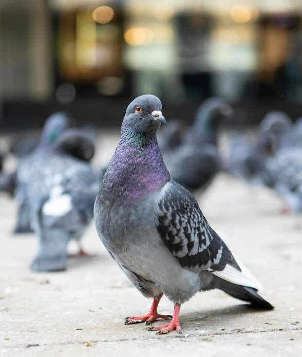 a flock of pigeons standing next to each other, pexels contest winner, gray mottled skin, slightly smiling, max dennison, today\'s featured photograph 4k