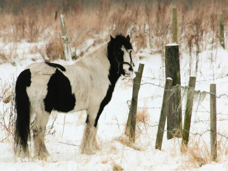 a black and white horse standing in the snow, forest plains of north yorkshire, featured