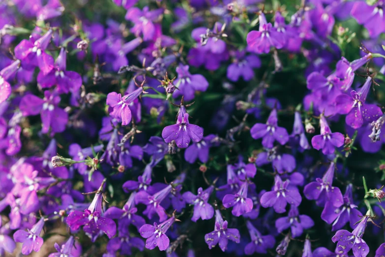 a close up of a bunch of purple flowers, by Emma Andijewska, pexels, lobelia, shot on superia 400 filmstock, highly ornamental, ((purple))