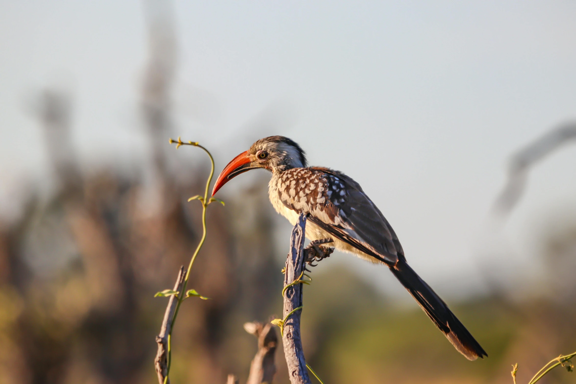 a bird sitting on top of a tree branch, by Peter Churcher, pexels contest winner, hurufiyya, long neck, beautiful late afternoon, rounded beak, guide