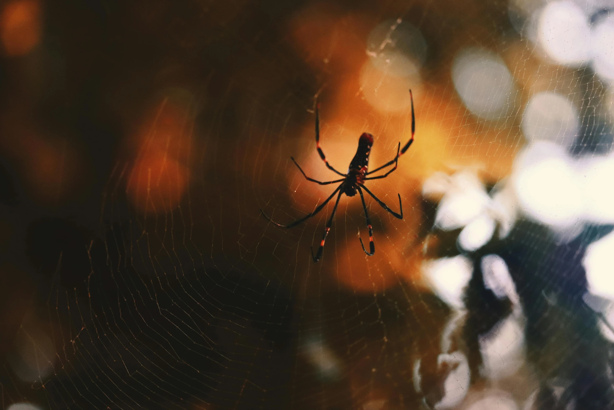 a spider sitting on top of a spider web, by Elsa Bleda, pexels contest winner, orange and black tones, avatar image, waist high, spooky autumnal colours