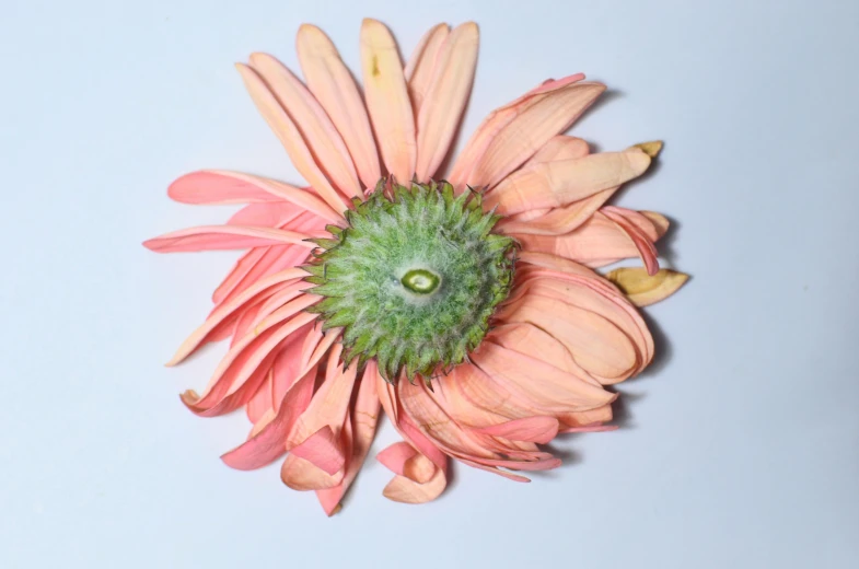 a close up of a flower on a white surface, an album cover, toned orange and pastel pink, ari aster, forward facing, ready to eat