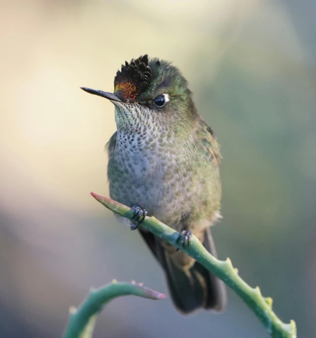 a small bird sitting on top of a tree branch, with a pointed chin, chilean, thin antennae, hummingbird