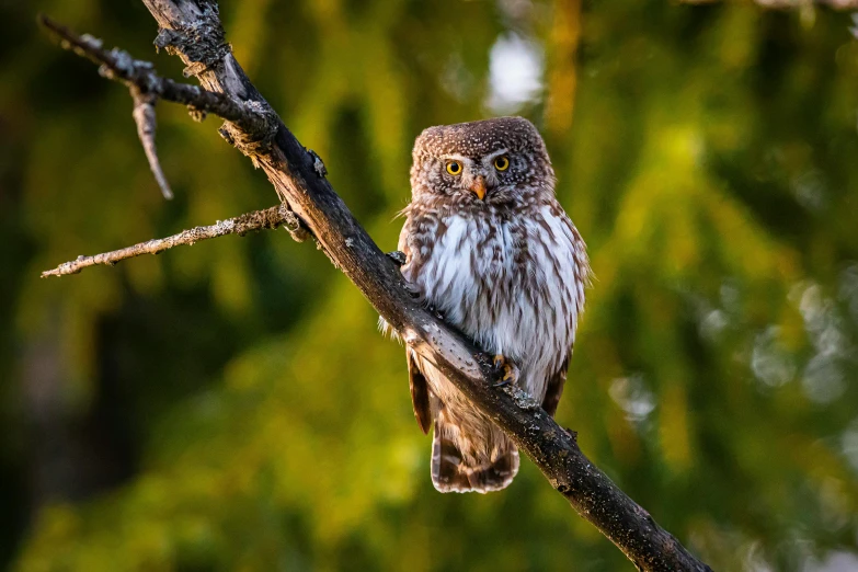 a small owl sitting on top of a tree branch, by Jesper Knudsen, pexels contest winner, hurufiyya, hard morning light, fishing, slide show, fine art print