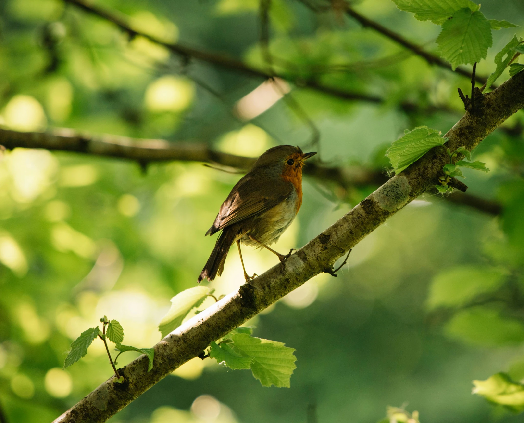 a small bird sitting on top of a tree branch, pexels contest winner, renaissance, in a woodland glade, cottagecore, concert, summer light
