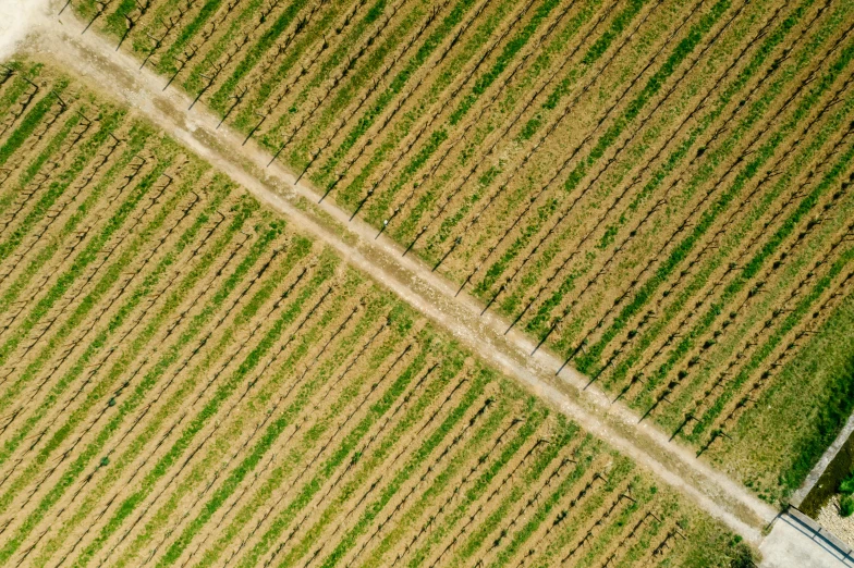 an aerial view of a field of crops, a picture, by Niels Lergaard, pexels contest winner, square lines, wine, vertical orientation, version 3